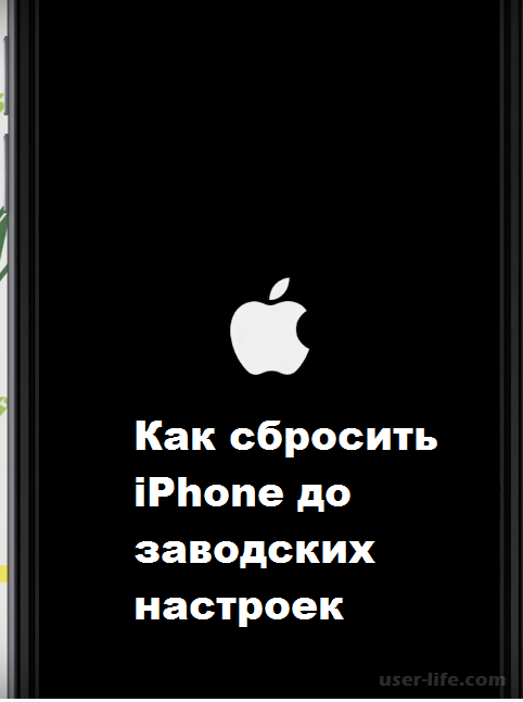  iPhone     iTunes